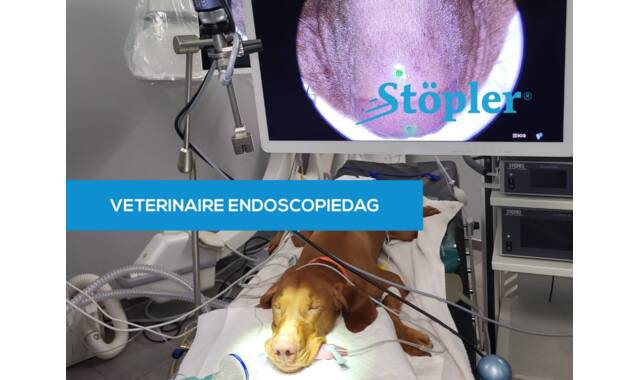 Veterinaire endoscopiedag 26 mei